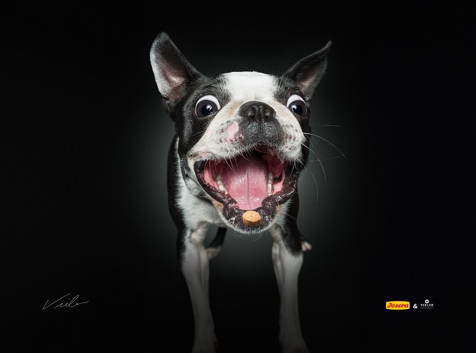 Į „Megą“ atvyksta vienas žinomiausių pasaulyje šunų fotografų Ch. Vieleris