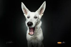 Į „Megą“ atvyksta vienas žinomiausių pasaulyje šunų fotografų Ch. Vieleris