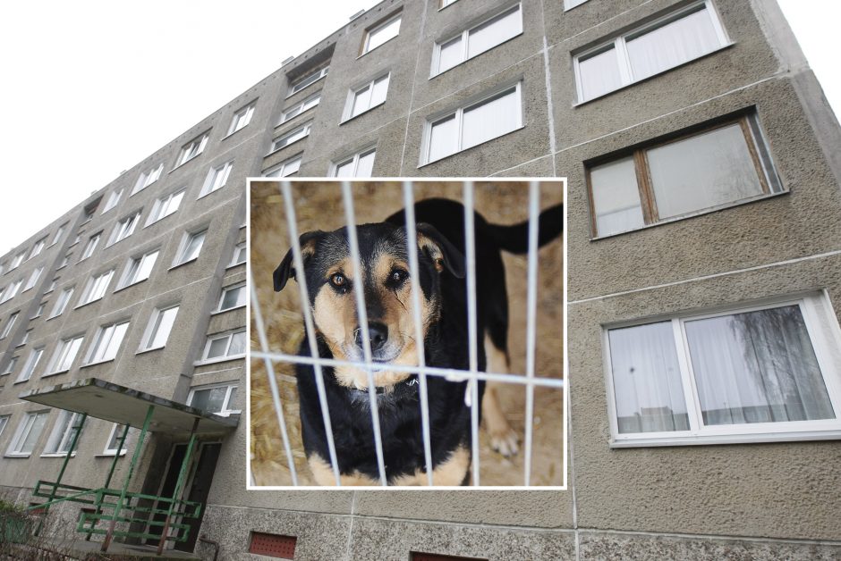 Kaimynai nebeapsikenčia sklindančio šlapimo ir išmatų tvaiko: bute – šunų veislynas?